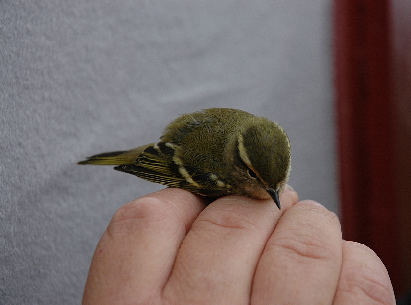 Yellow-browed Warblere, Sundre 20050912